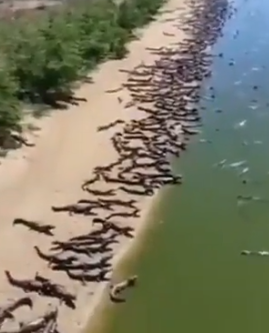 Hiljade aligatora okupiralo plažu u Brazilu