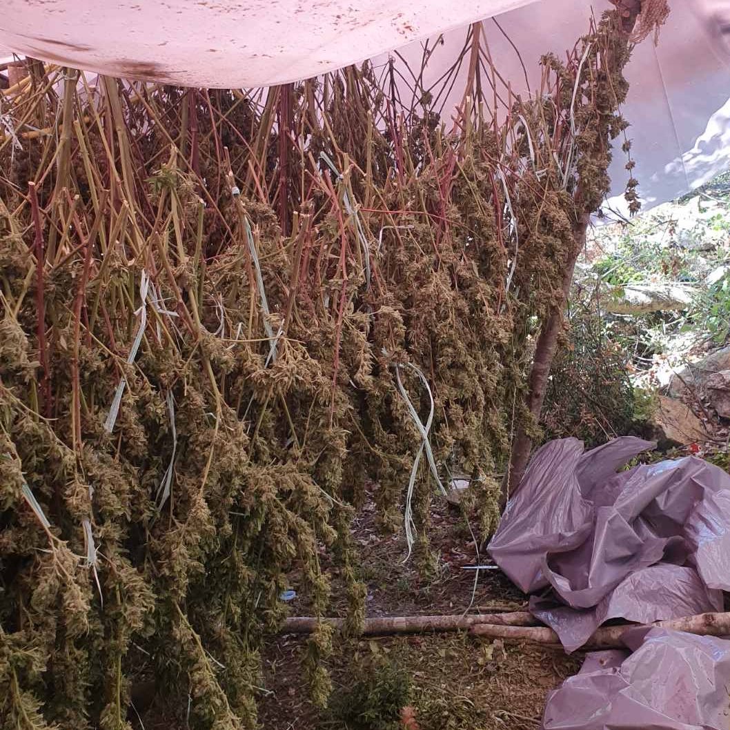 Policija otkrila plantaže marihuane na Vrmcu: Uhapšene dvije osobe!