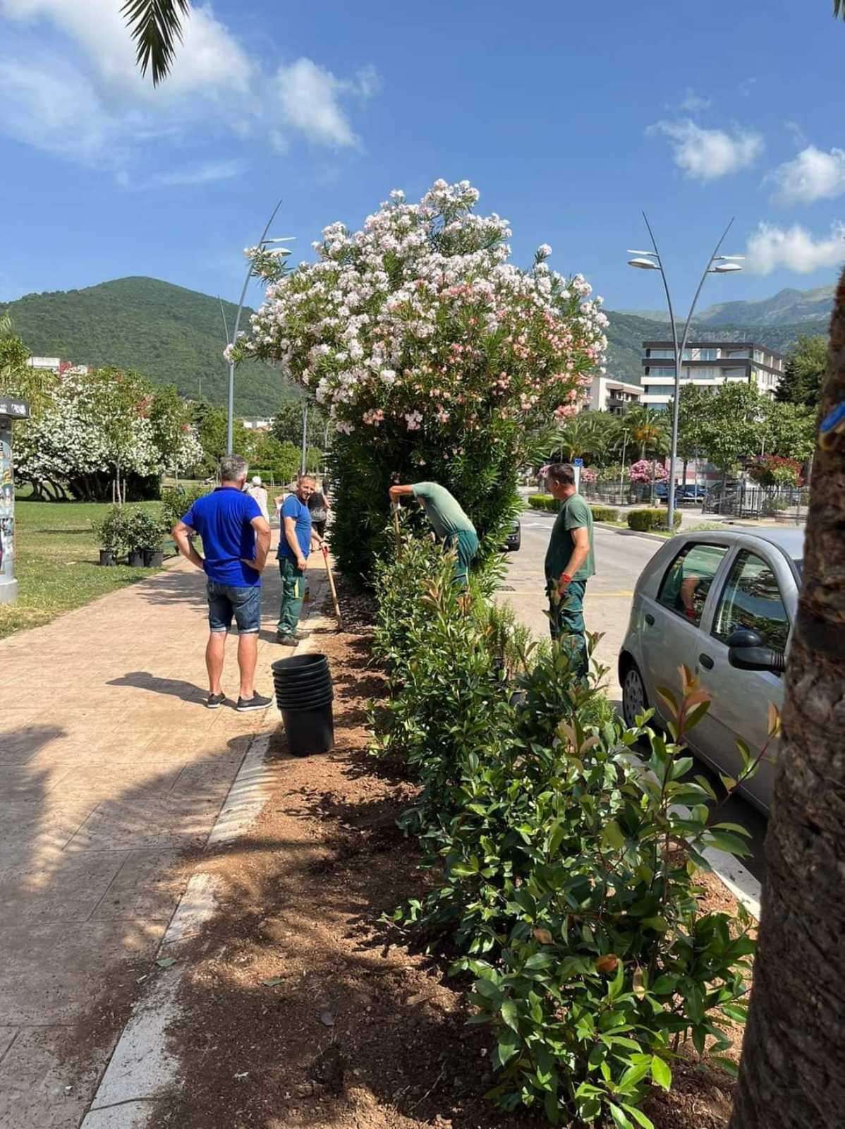 Cvijeće i zelenilo za ljepši izgled Opštine Budva 