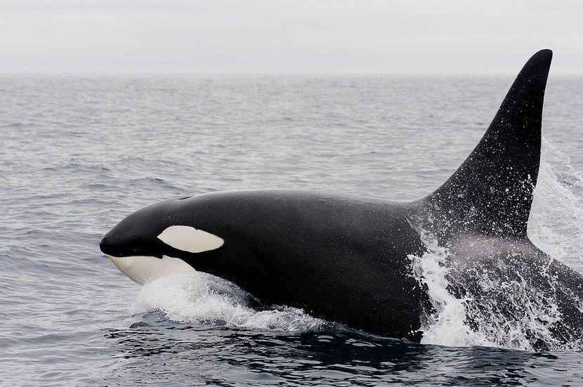Orke snimljene kako love i ubijaju veliku bijelu ajkulu