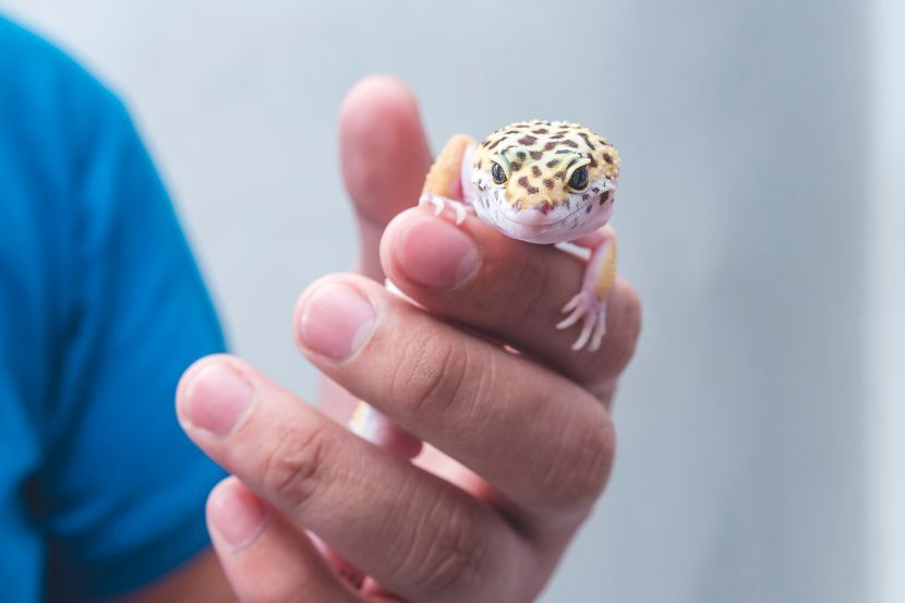 Reptili: Ako nemate dozvolu, ne pomišljajte na držanje ovih kućnih ljubimaca!