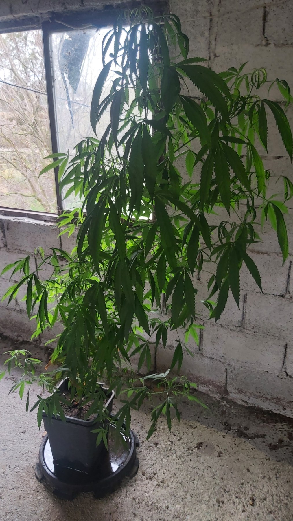 Uhapšen starac zbog marihuane