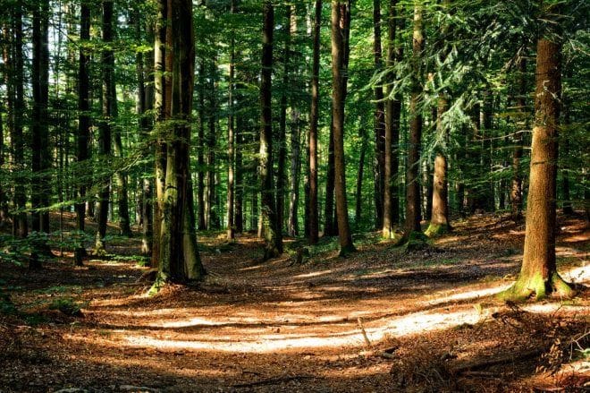 Zbog lošeg gazdovanja šumama stop za koncesije