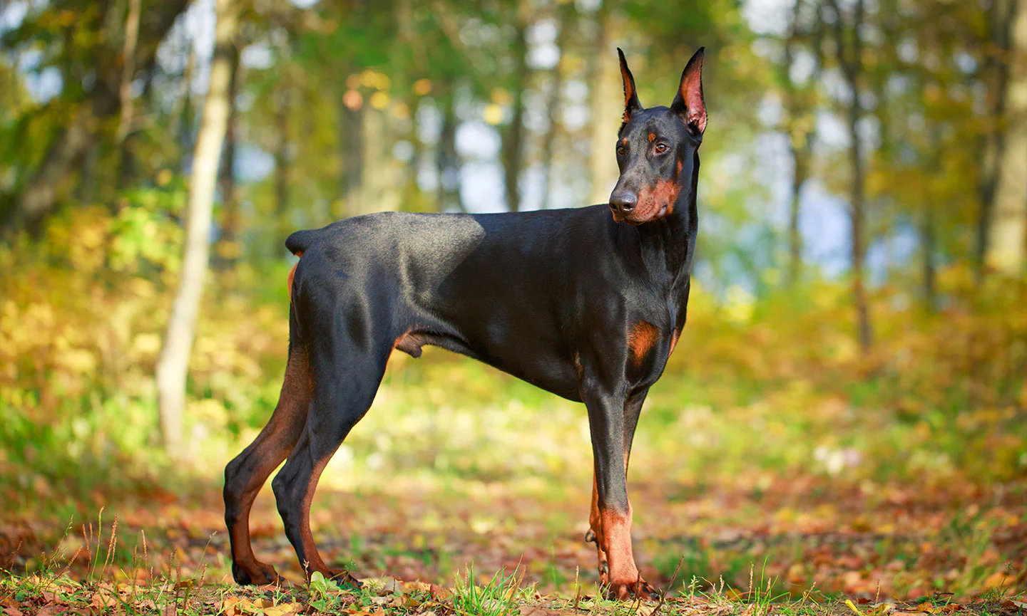 Doberman napao 16-godišnje dijete u Podgorici