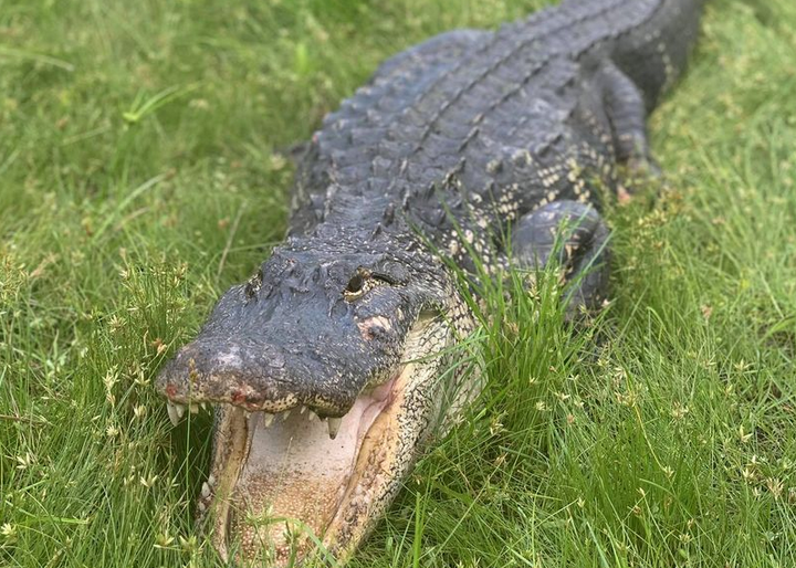 Bizarna scena na Floridi: Otvorio vrata, izujedao ga aligator