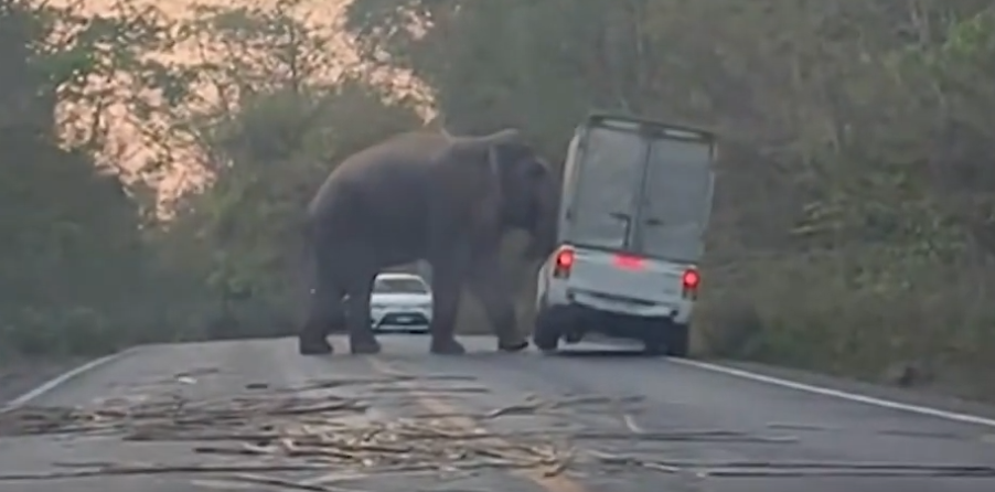 (VIDEO) Kad na putu „sretneš“ slona, a on ti prevrne automobil