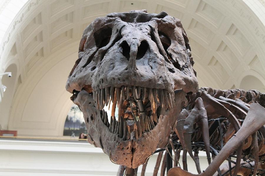 U Švajcarskoj uskoro na aukciji skelet tiranosaurusa reksa