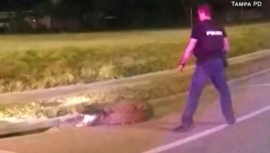 Policija na Floridi „uhapsila“ aligatora