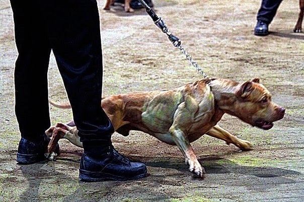 Labrador iz Velike Britanije izliječen od alkoholizma