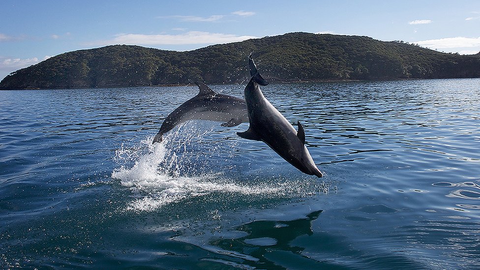 Delfin u Tivatskom zalivu