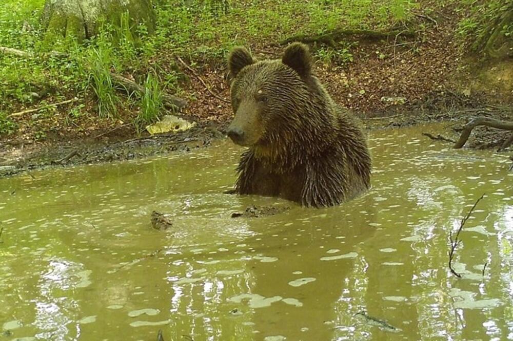 Medvjed u Pivi: Spas od vrućina našao u šumskim vodama