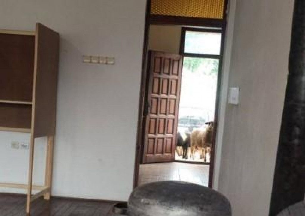 Detalj sa biračkog mjesta: Nenajavljenja posjeta domaćih životinja (FOTO)