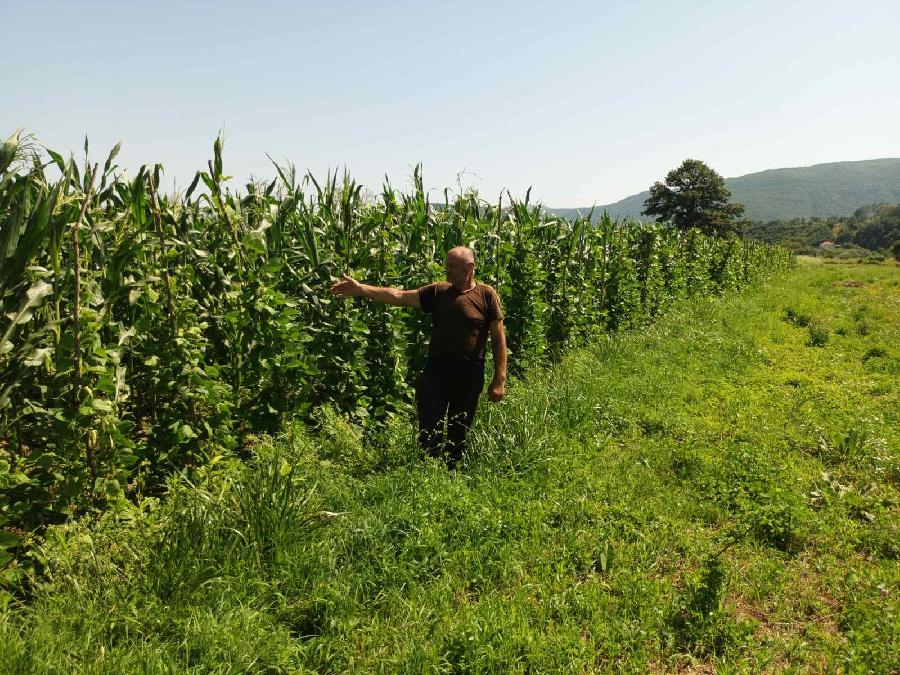 Penzioner uzgaja povrće na čak tri hektara; Da više proizvodimo, hrana ne bi bila skupa
