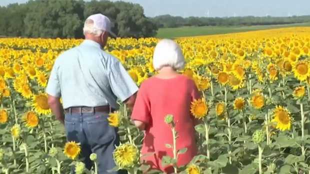 Polje suncokreta kao poklon ženi za 50 godina braka