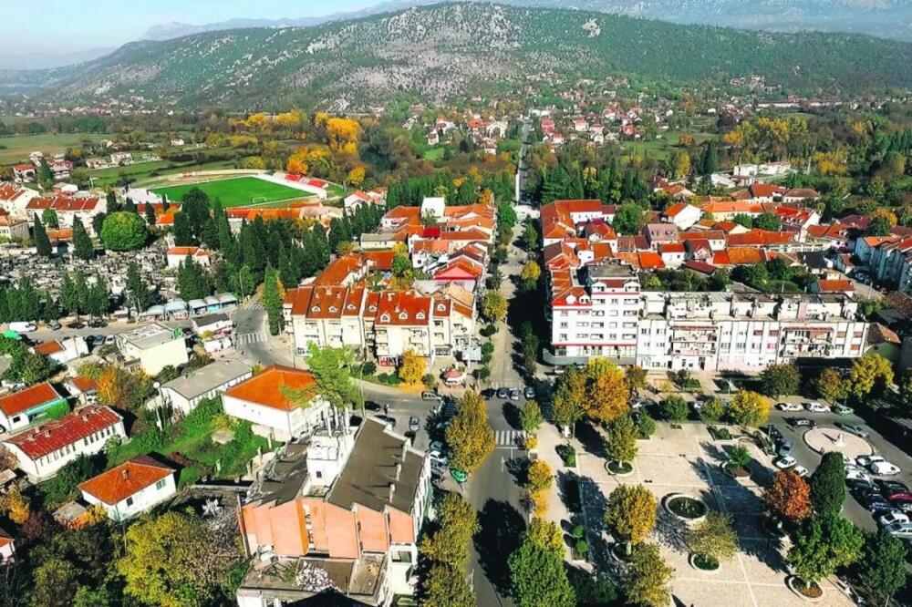 Sječa platana