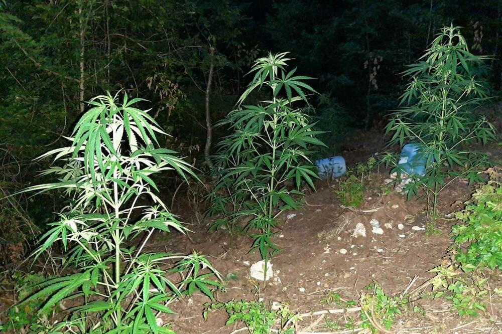 Plantaže marihuane niču svuda po Crnoj Gori