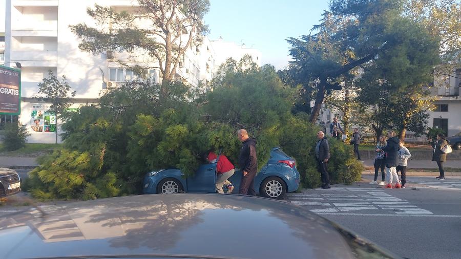 Drvo palo na automobil u Podgorici