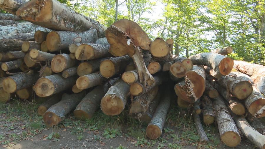 Borba protiv šumarske mafije mora biti nastavljena