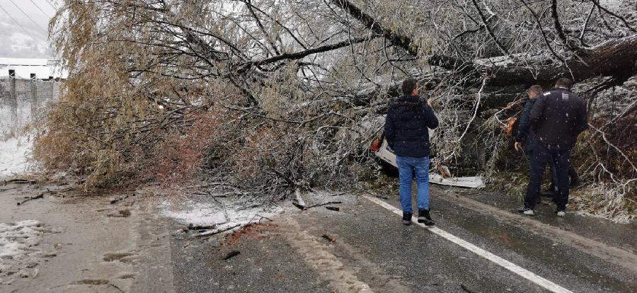 Drvo palo na vozilo u kretanju: Obustavljen saobraćaj na putu Bijelo Polje – Mojkovac