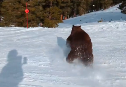 Nevjerovatna scena na ski-stazi: Medvjed „projurio“ između skijaša (VIDEO)