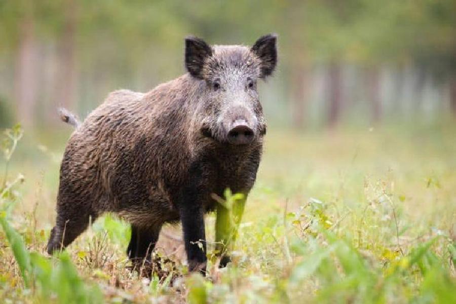Prvi slučaj afričke kuge kod divljih svinja u Crnoj Gori