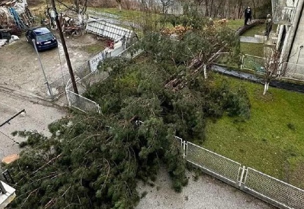 Ogromno stablo palo u Bijelom Polju