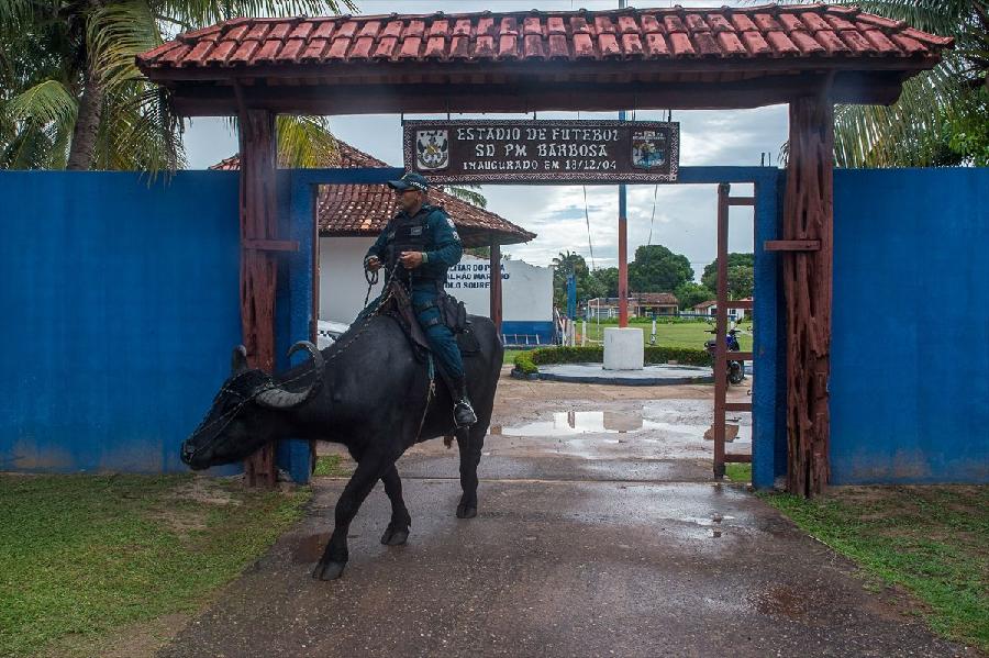 Na brazilskom ostrvu policija patrolira na bivolima
