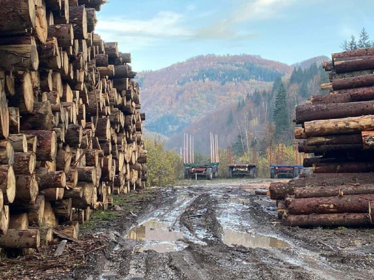 Istražitelji apeluju: Ispitati izvoz drvne građe u tzv. Kosovo