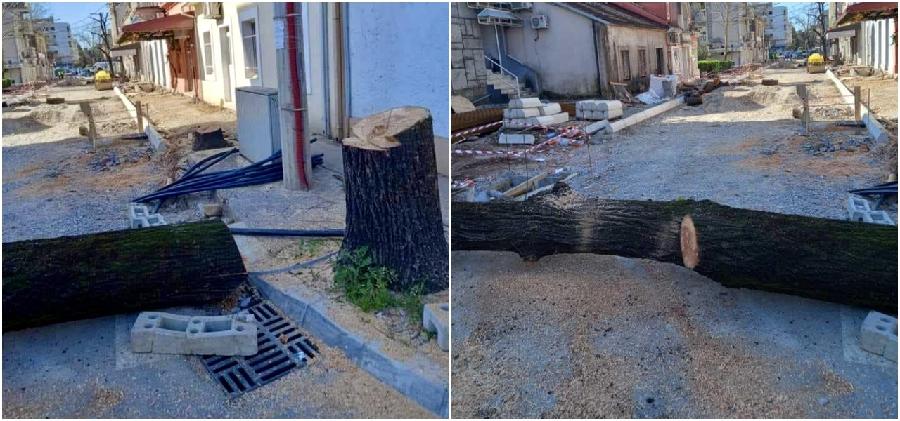 SM DPS Podgorica: Sijeku stabla koja više decenija krase Podgoricu