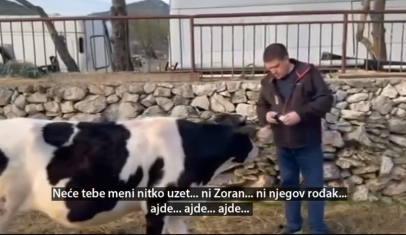 Kod komšija predizborna žurka: Hrvatski ministar objavio promo spot sa kravom, jedan nedjeljnik čak objavio i intervju sa njom! (VIDEO)