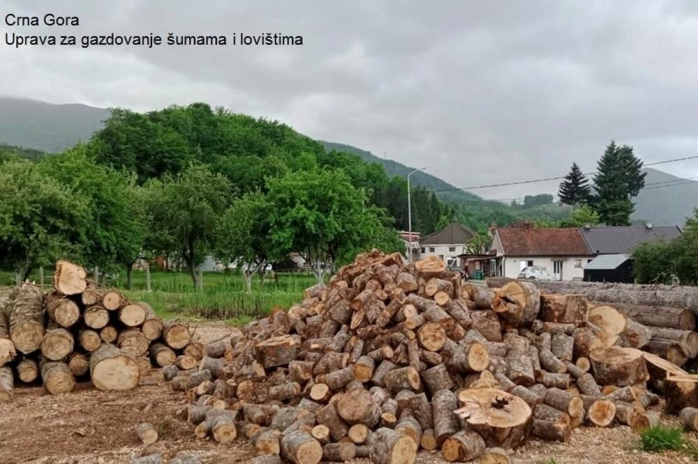 Uprava: U Mojkovcu zaplijenjena bespravno posječena stabla, biće podijeljena građanima