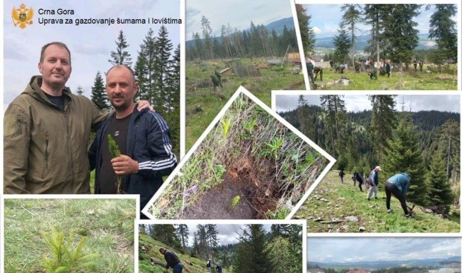 U velikoj akciji zasađeno 19.000 sadnica na području Rožaja i Berana