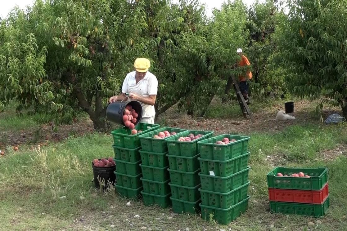 Peruničić: Ostvareno 30 procenata ovogodišnjeg plana berbe breskve, cilj je opskrbiti domaće tržište dobrom robom