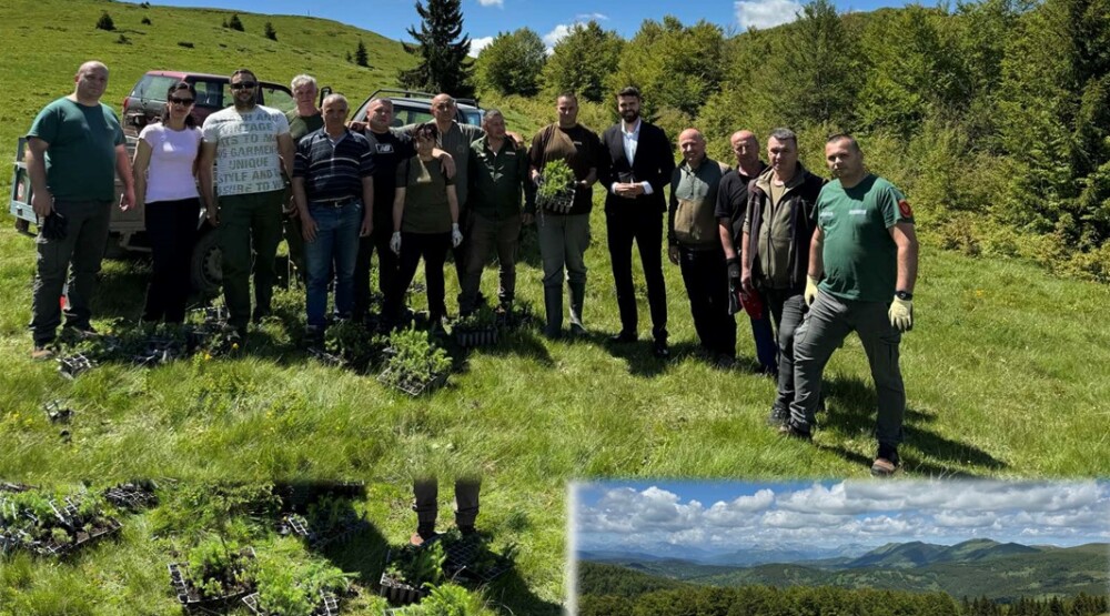 Zasađeno 7.000 sadnica u Kolašinu