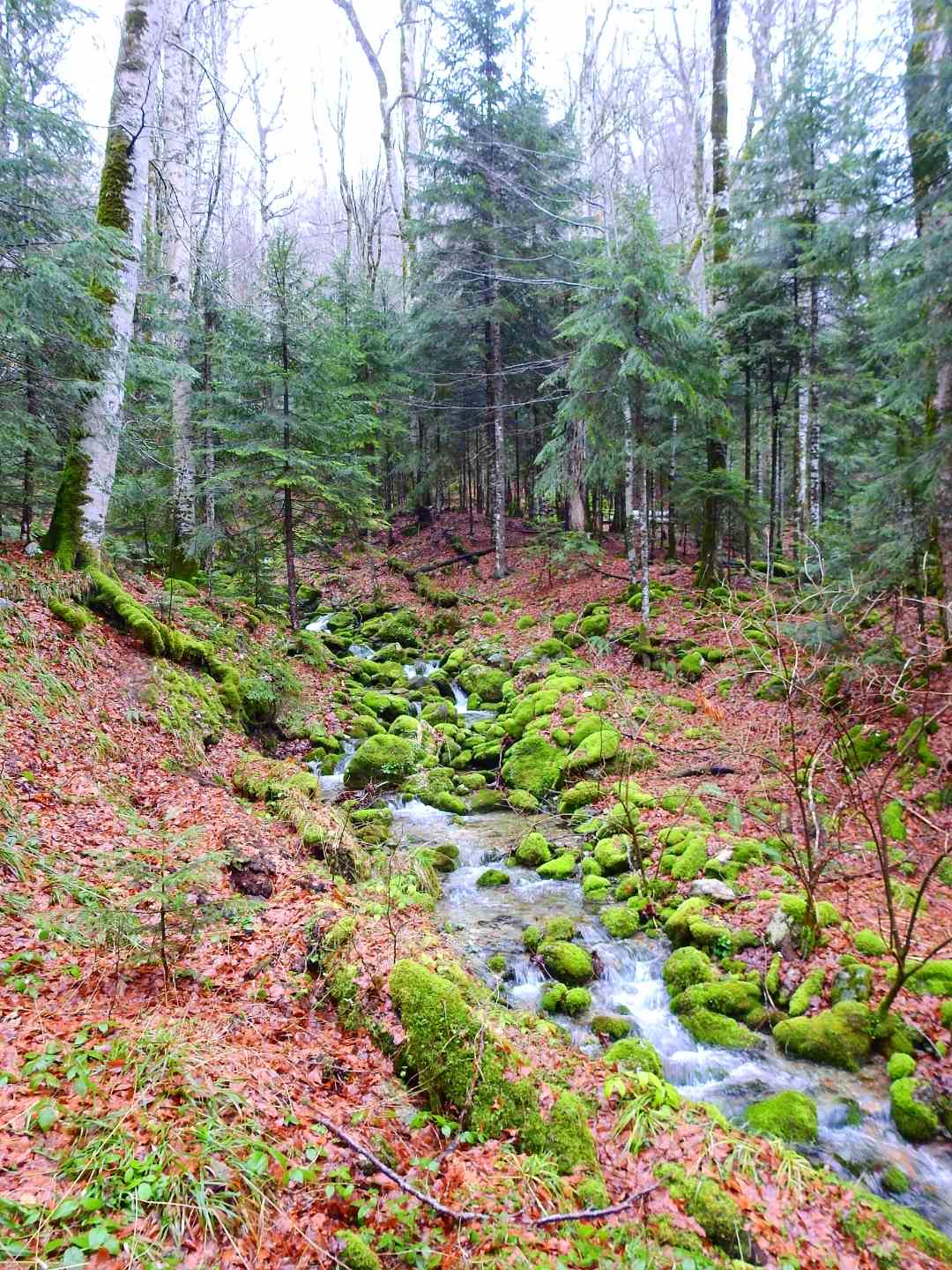 Spašeno troje turista iz Izraela koji su se izgubili na Biogradskoj gori