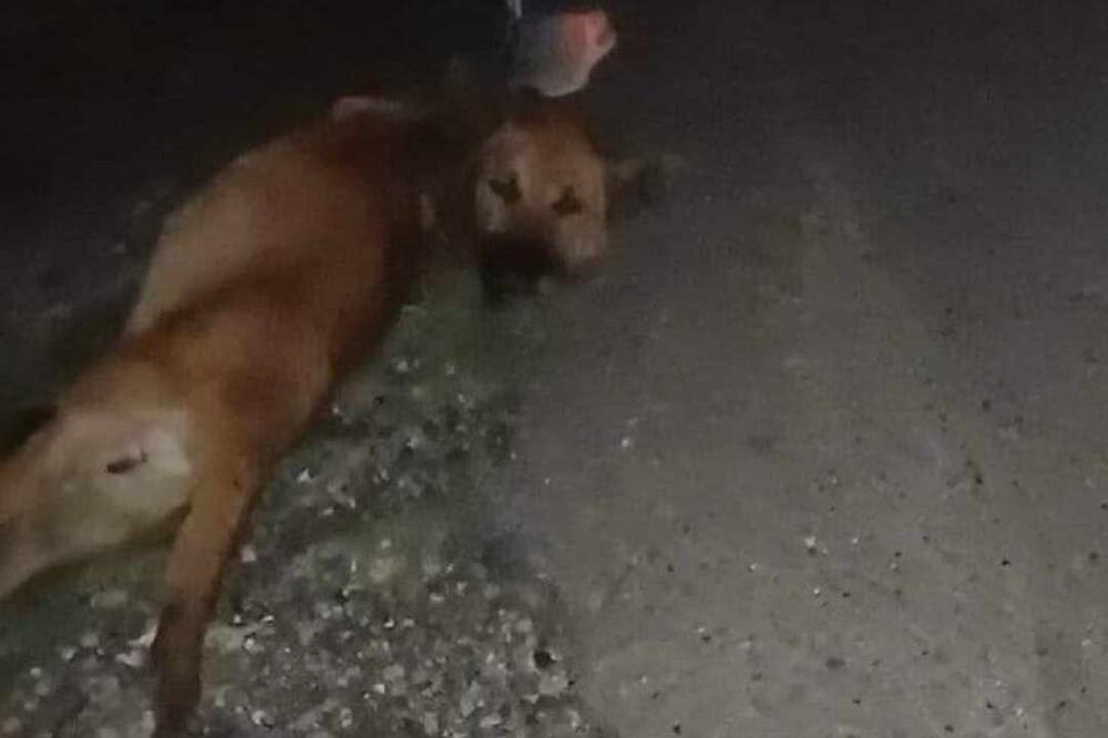 Formiran predmet protiv Novovića, osumnjičenog da je vezao psa za kola i vukao ga do smrti