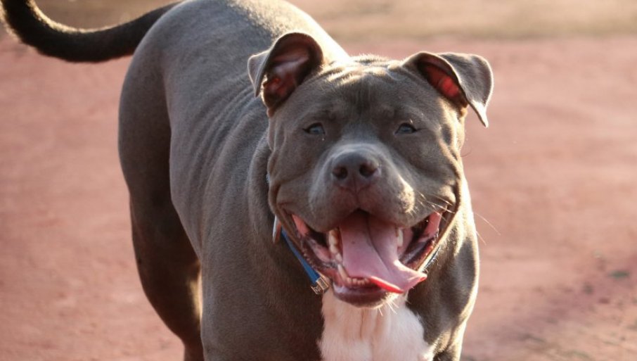Horor u Novom Sadu: Pit bul izujedao vlasnika do smrti