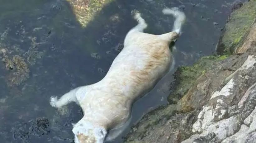 U moru utopljena mačka, nema tragova mučenja