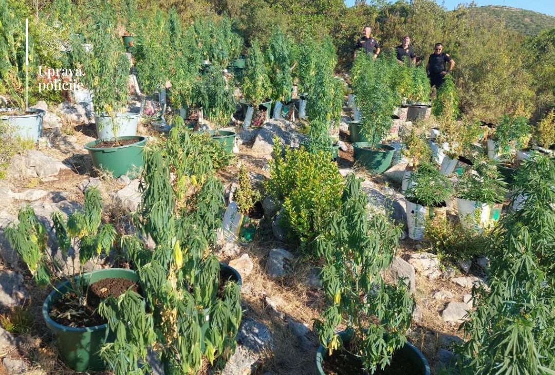 Otkrivena plantaža marihuane u Budvi, uhapšene tri osobe