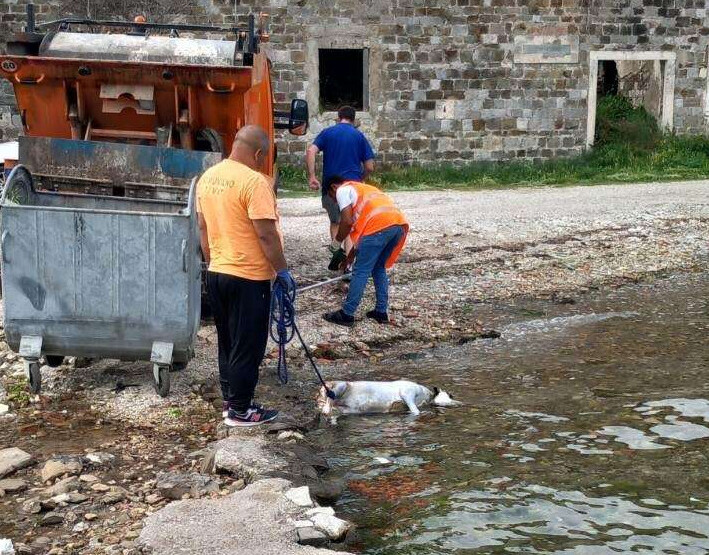 Policija riješila slučaj psa koji je pronađen u moru sa vezanim kamenom oko vrata: Na potezu tužilaštvo