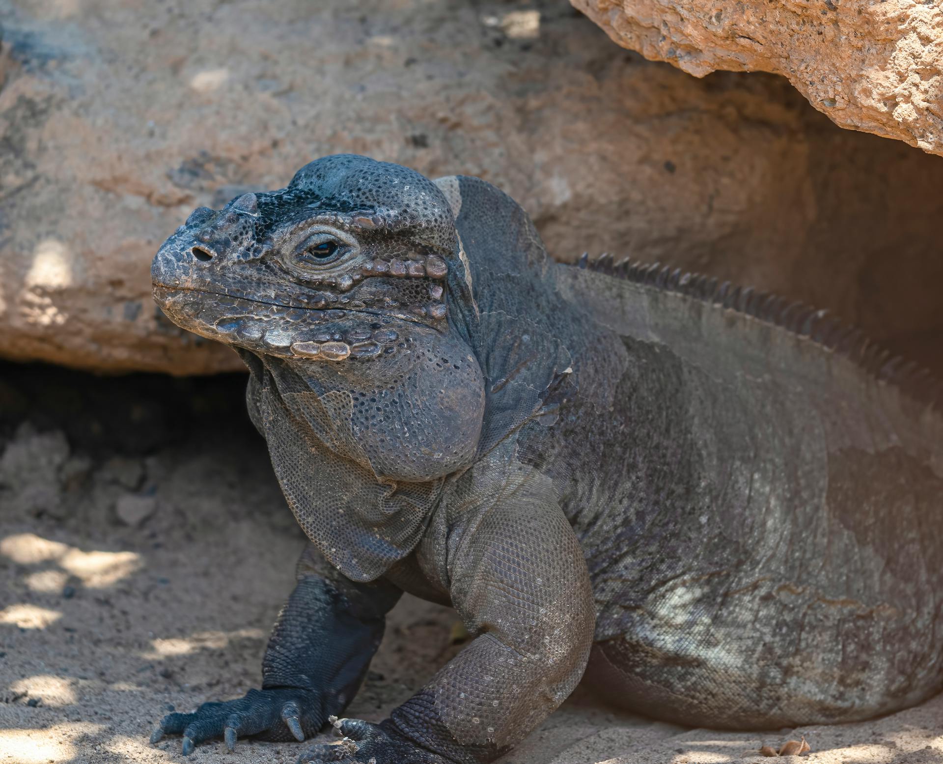 Zubi komodo zmaja mogu pomoći u razvoju novih tehnika za obnavljanje zubne gleđi kod ljudi