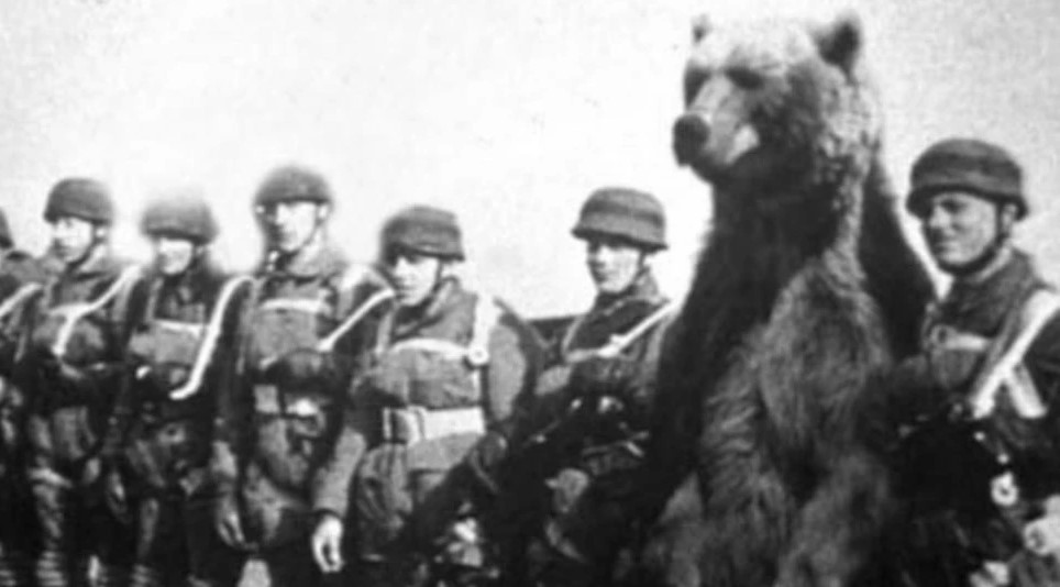 Medved ratnik: Cugao, pušio, ali i nosio artiljerijske granate (FOTO)