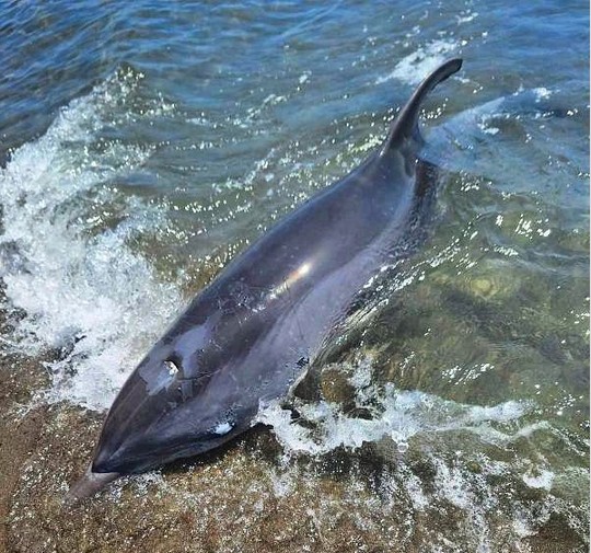 Mrtav delfin pronađen na Adi Bojani