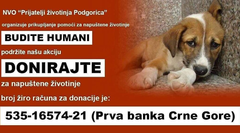 NVO Prijatelji životinja nastavlja sa humanitarnom akcijom prikupljanja sredstava za liječenje i hranjenje napuštenih životinja