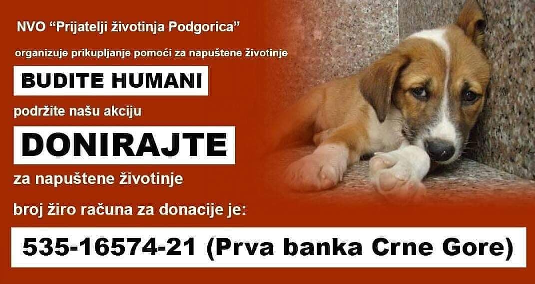 Prijatelji životinja Podgorica: Donirajte za napuštene životinje