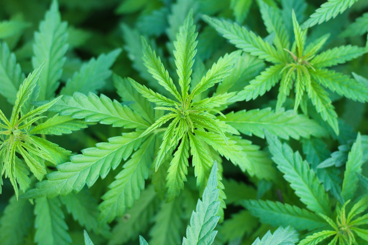 cannabis-7203210_1280