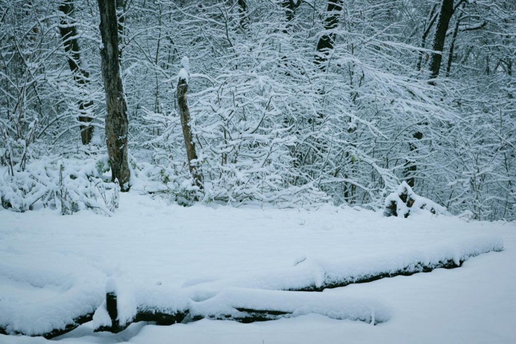 SAD pod snijegom i ledom: Više desetina žrtava nevremena, škole zatvorene, letovi otkazani