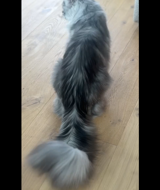 Najduži rep na svijetu: Mačak Pagsli dospio u Ginisovu knjigu rekorda (VIDEO)