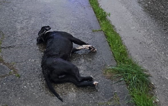 Pronađen mrtav pas u Spužu: Sumnja se da je korišten za borbe