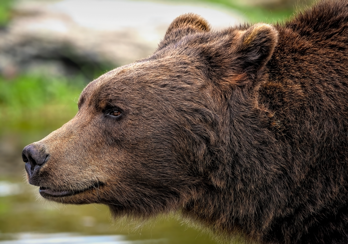 brown-bear-8164838_1280